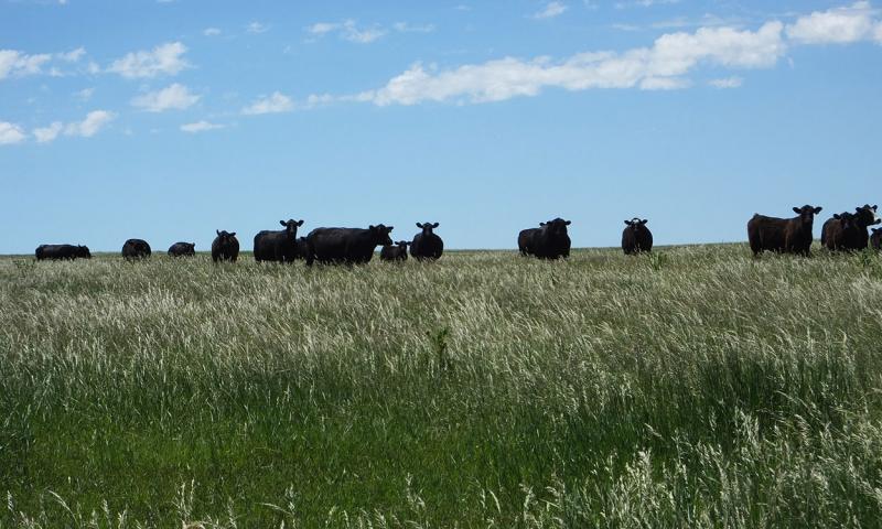 Herd of black angus cattle grazing in a well-managed, grassland area.