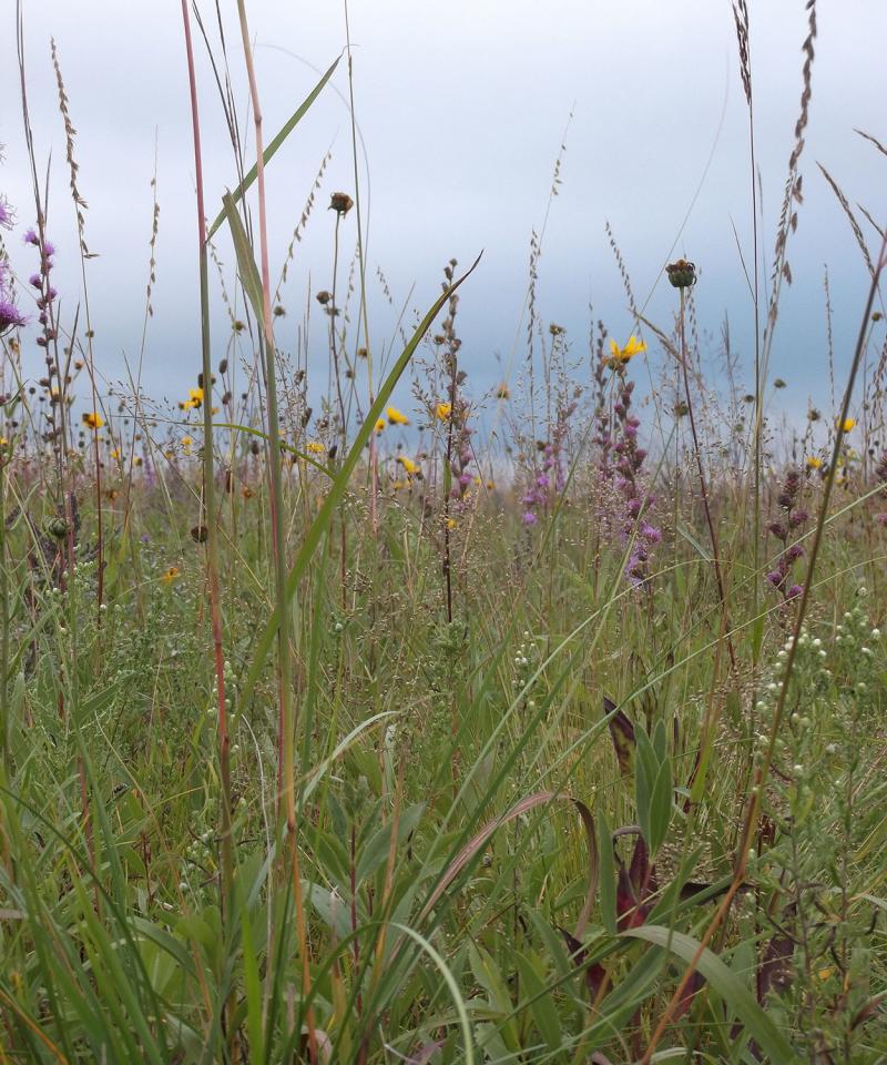 Variety of native plants growing in a healthy, well-managed grassland.