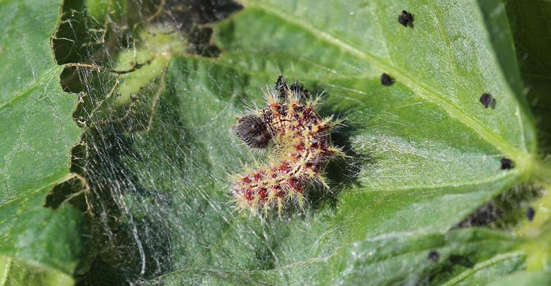 White and red caterpillar feeding within silken hideout on green soybean leaf.