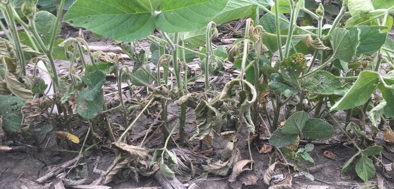 Green soybean with wilting/dying soybean within the same row.
