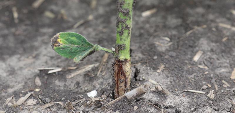 Base of soybean stem with orange larvae present under the epidermis