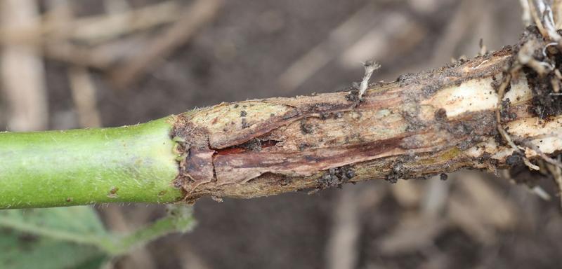 Soybean stem with swelling and brown discoloration.