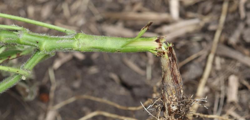 Green soybean stem that is snapped above brown, swollen area.