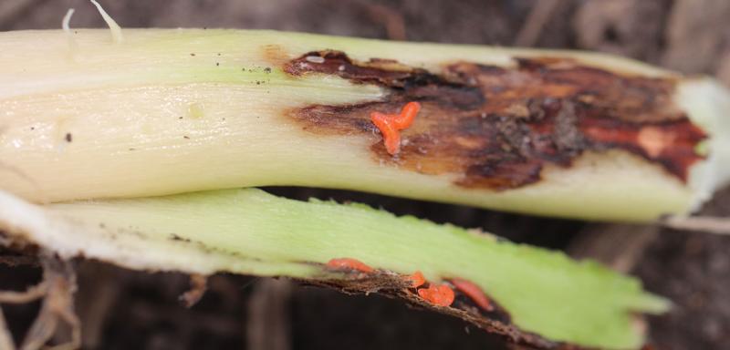Orange larvae on discolored soybean stem.