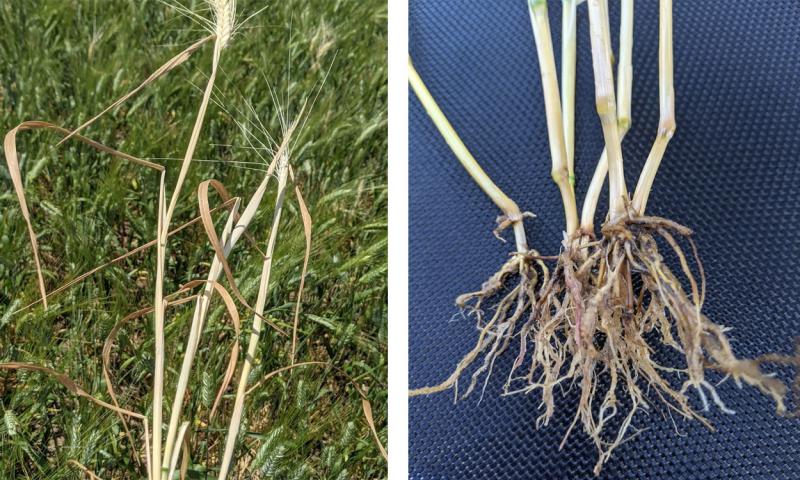 Left: Wheat plants killed by common root rot. Right: Discolored roots and sub crown due to root and crown rot.