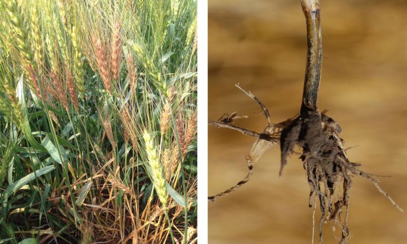 Left: Wheat plants with bleached heads due to take-all disease. Right: Shiny-black discoloration of the first node and crown area, a sign of the take-all pathogen.