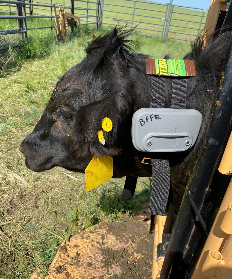 Range Roundup Virtual Fencing Project Takes Place at the Cottonwood