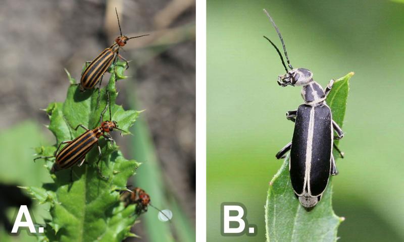 Orange and black striped blister beetles on a green leaf. Beetle that is black with gray edges on green leaf.