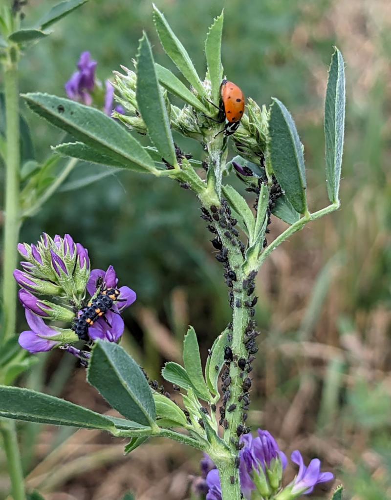 Dark-colored aphids on a green stem.