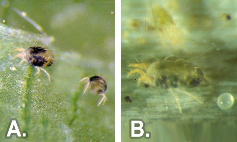 Two mites. From left: Green leaf with two yellow spider mites with dark spots. Green leaf with yellow spider mite.