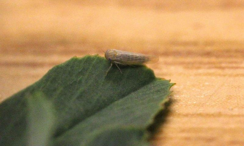 Small, pale-green leafhopper on a green alfalfa leaf.