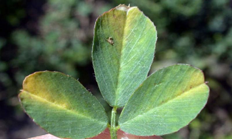 Green alfalfa leaves turning yellow because of potato leafhopper feeding.