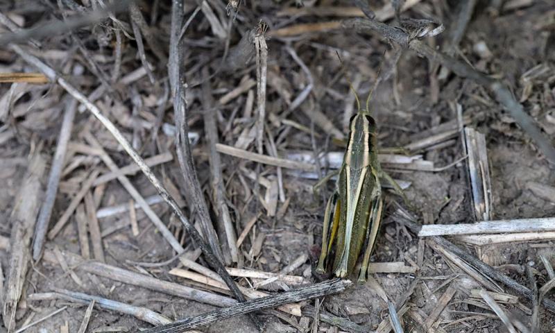 Tan grasshopper with light colored stripes on its back sitting on the soil surface.