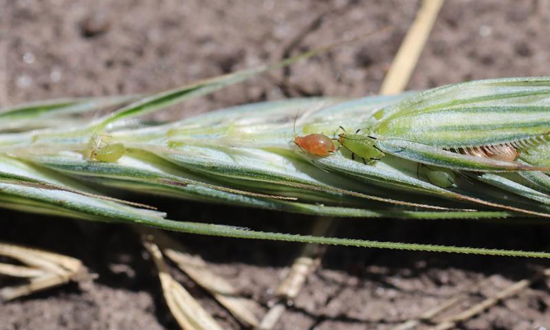 Wheat head with a green aphid, aphid mummies and a parasitized aphid.