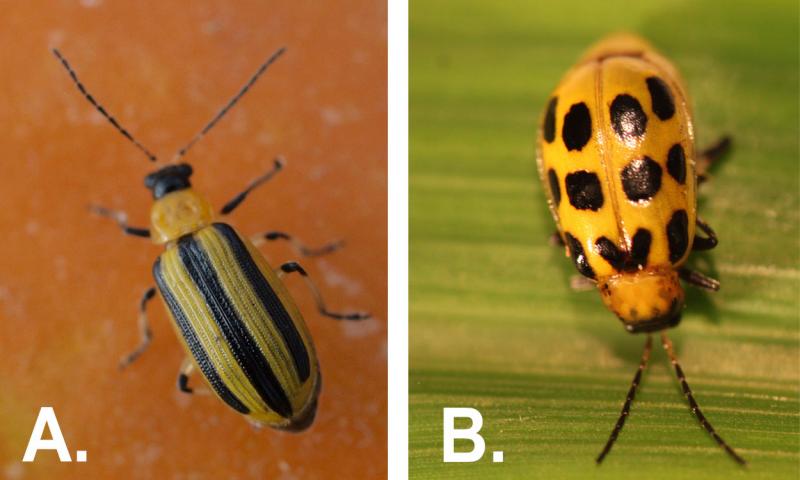 Two beetles. From left: Yellow beetle with a black head and three distinct black stripes on the back. Yellow beetle with a black head and twelve black spots on the back.
