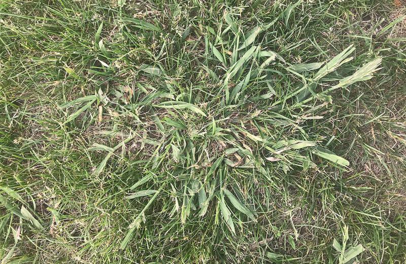 Patch of crab grass growing in a lawn.