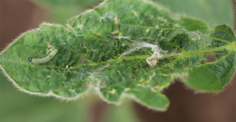 Green caterpillar with black head on soybean leaves.