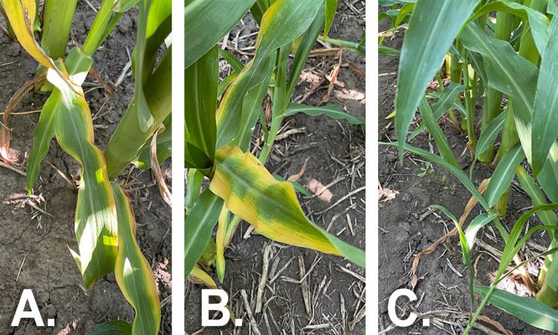 Three photos showing varying symptoms of potassium deficiency on corn leaves. For an in-depth description of this graphic, call SDSU Extension at 605-688-6729.