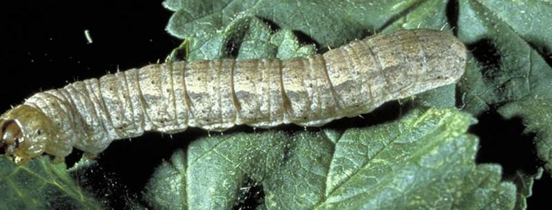 Light colored caterpillar on a green leaf.