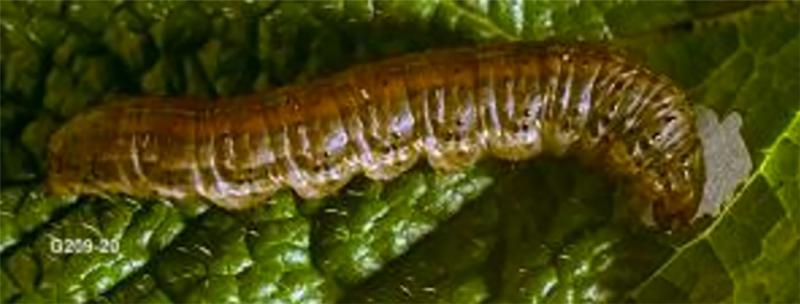 Caterpillar with a red stripe on its back sitting on a green leaf.