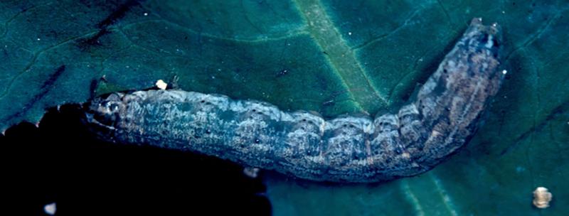 Mottled gray caterpillar sitting on a green leaf.