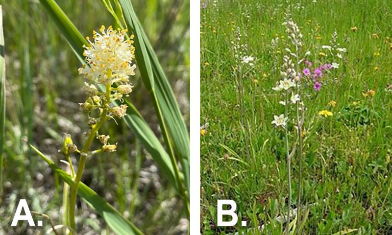 From left: Meadow deathcamas in a South Dakota prairie rangeland. Showy, or mountain deathcamas.