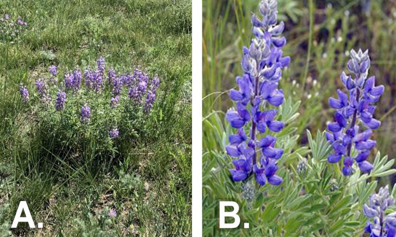 From left: Silvery lupine in a rangeland in South Dakota. Silky Lupine.
