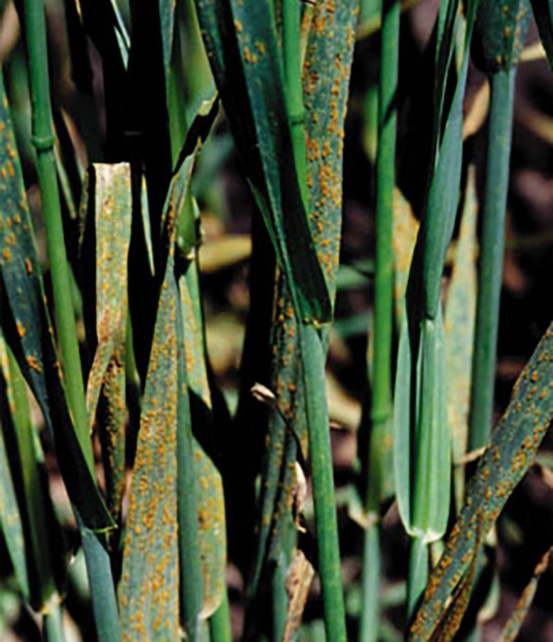 Oat plants exhibiting crown rust symptoms.