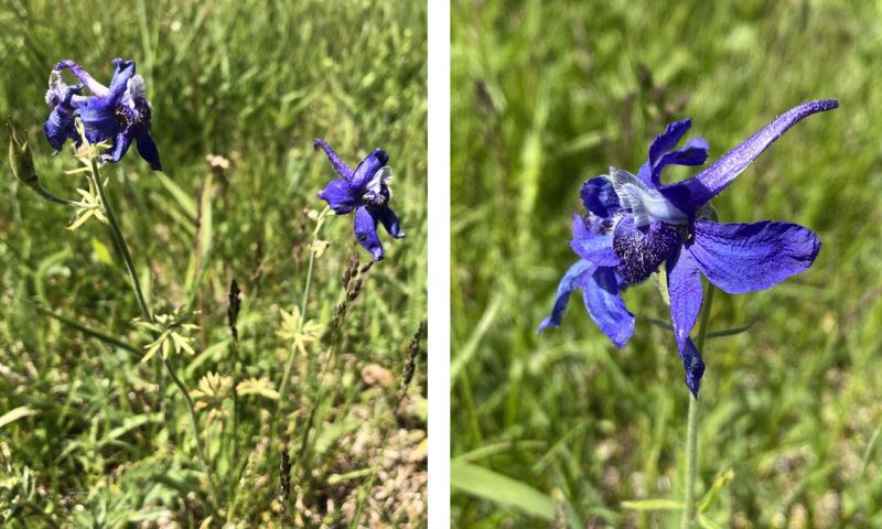 Low larkspur plants with purple flowers growing in a grassland area.