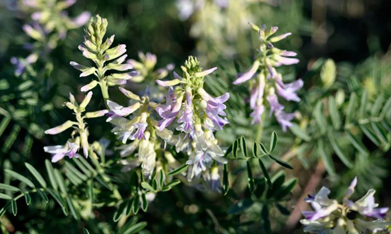 Creamy poisonvetch with delicate pink-to-white flowers growing in rangeland.