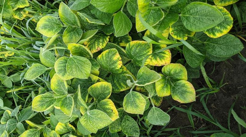 reen soybean plants with yellow leaf edges.
