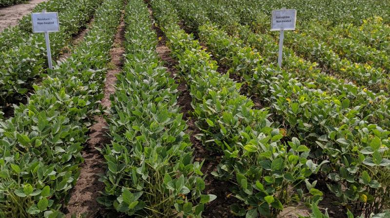 Green soybean plants on left with yellowing soybean plants on right.