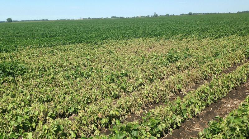 Green soybean field with yellowing soybean plants within due to lightning.