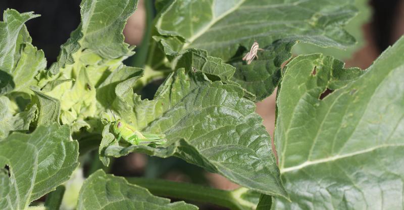 Green and brown grasshoppers on the leaves of a sunflower plant.