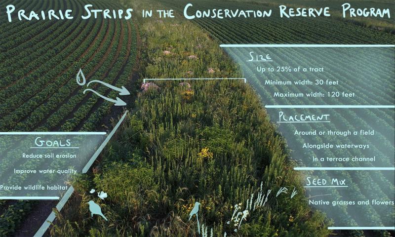 Diagram of a of prairie strip in the Conservation Reserve Program. The goals are to reduce soil erosion, improve water quality and provide wildlife habitat. For an in-depth description of this graphic, call SDSU Extension at 605-688-6729.