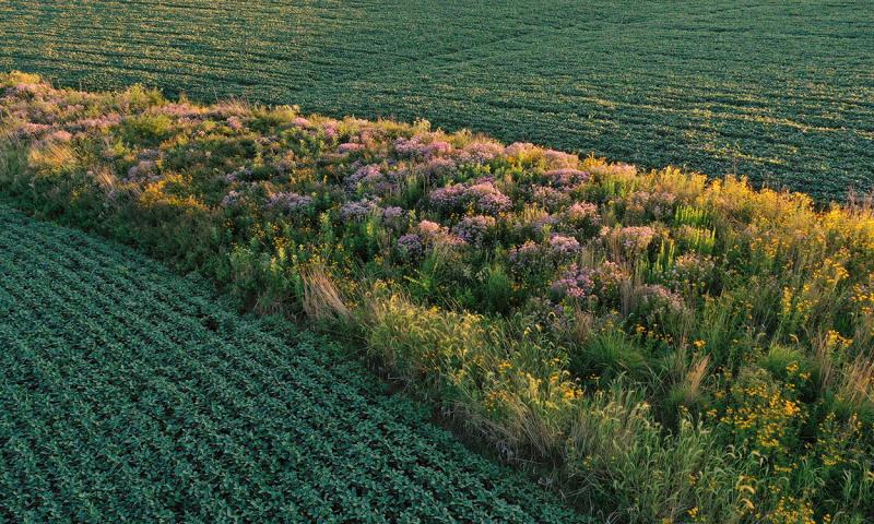 A blooming prairie strip with a variety of grasses and wildflowers growing throughout.