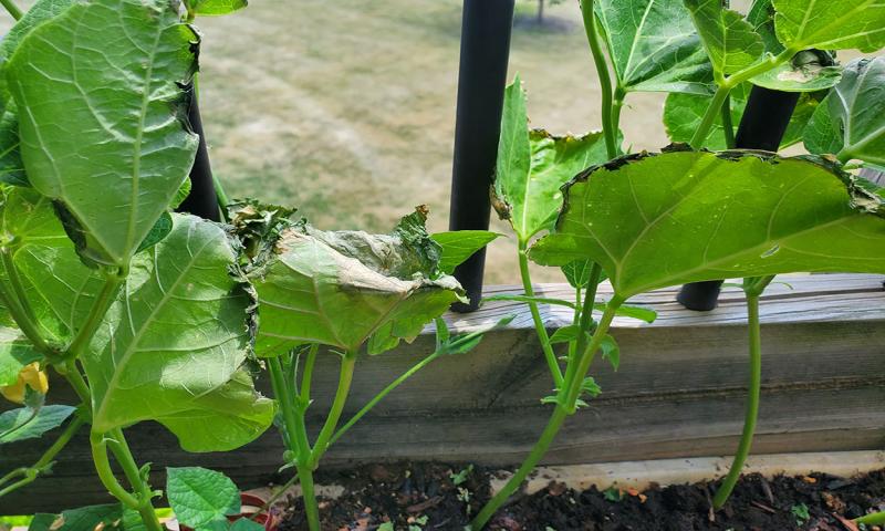 Green bean leaves with browning and wrinkled tissue on the edges of the leaves.