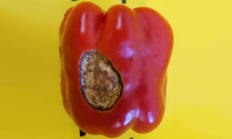 A red pepper with a large round white spot that has a black rim.