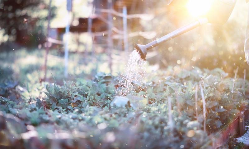 Gardener deeply watering a vegetable garden in the early morning.