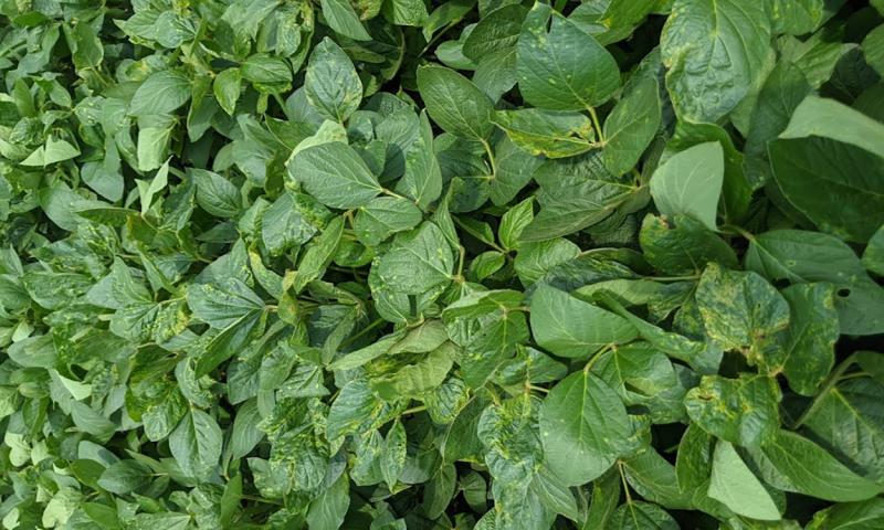 Green soybeans with yellowing throughout.