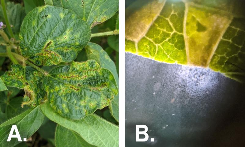 Green soybean leaf with yellow/brown markings on the left and a close-up of yellow soybean leaf.
