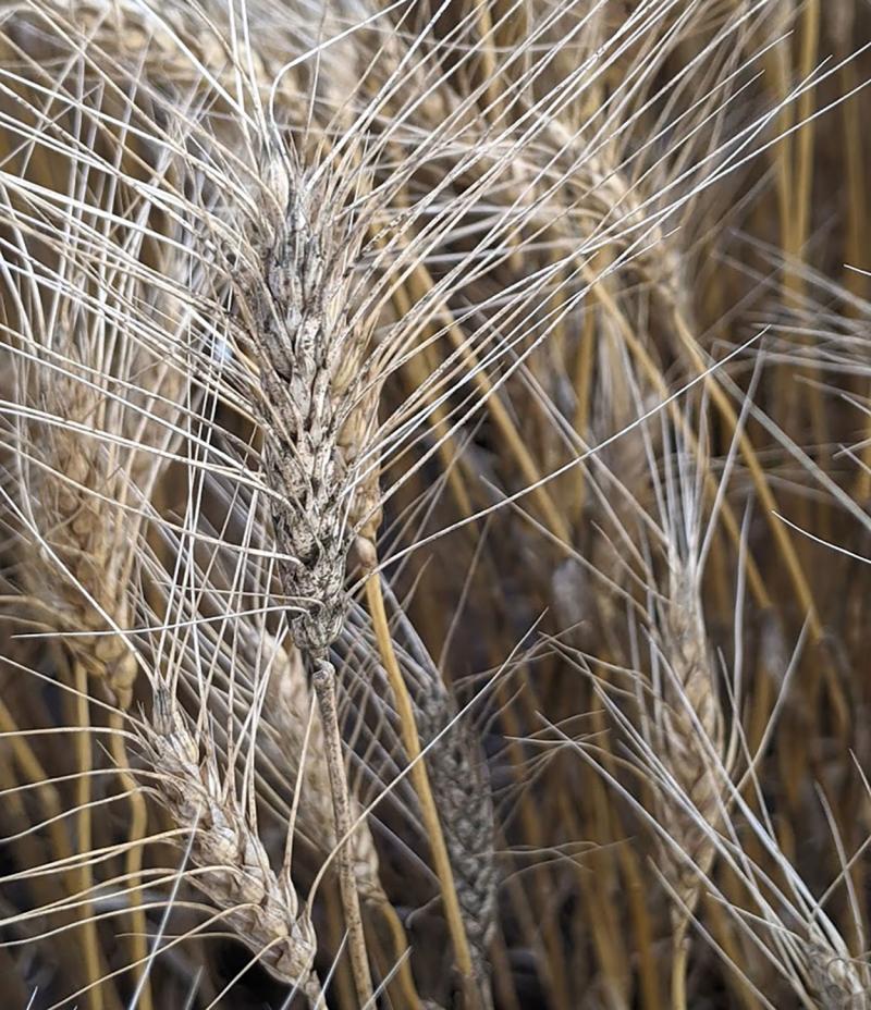 Yellow wheat with grey colored wheat heads.