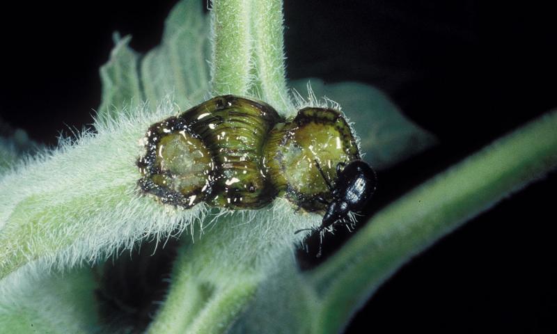 Green stem that has been cut.