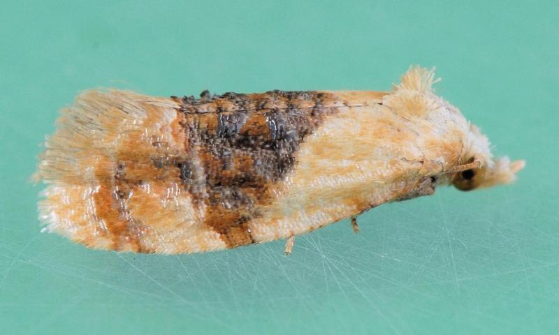 Cream-colored moth with a dark brown band in the middle of its body.