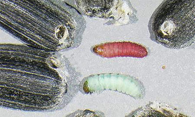 Damaged sunflower seeds surrounding a red caterpillar and a green caterpillar.