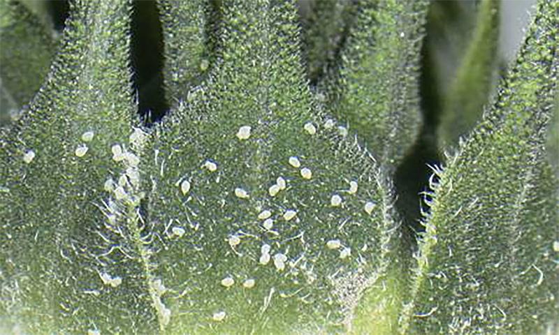 Small white eggs present on the bracts of a sunflower bud.