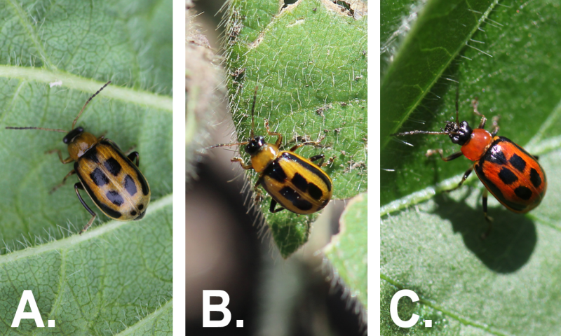 Three bean leaf beetles. From Left: Brown beetle with black spots on a green leaf. Yellow beetle with black spots on a green leaf. Red beetle with black spots on a green leaf.