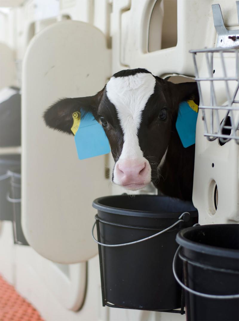 Newborn dairy calf in a clean, well-kept hutch.
