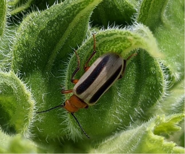 A beetle with an orange head.
