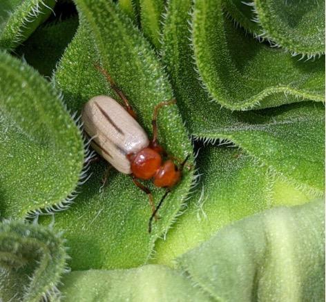 A beetle with an orange head.